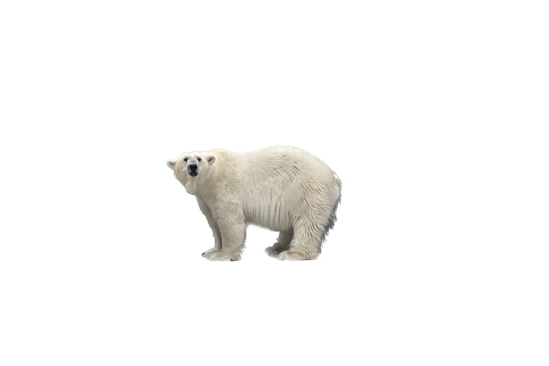 作品写真：幸せなホッキョクグマ｜Photo:Happy polar bear